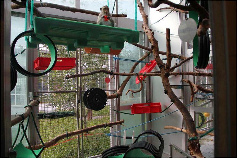 Enrichment | Macaques